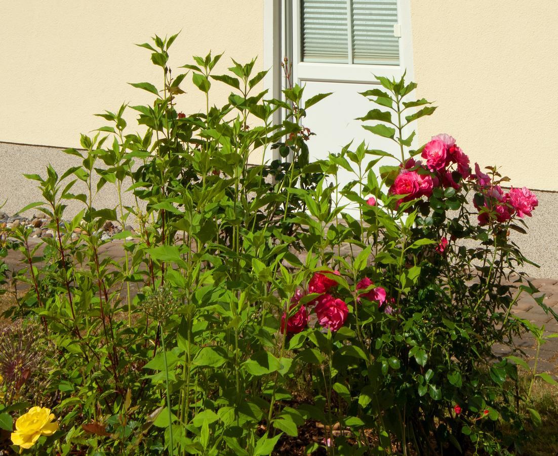 Sonnenhus - Ruegen Apartment Sellin  Exterior photo